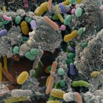 Бактерии в микрофлоре кишечника